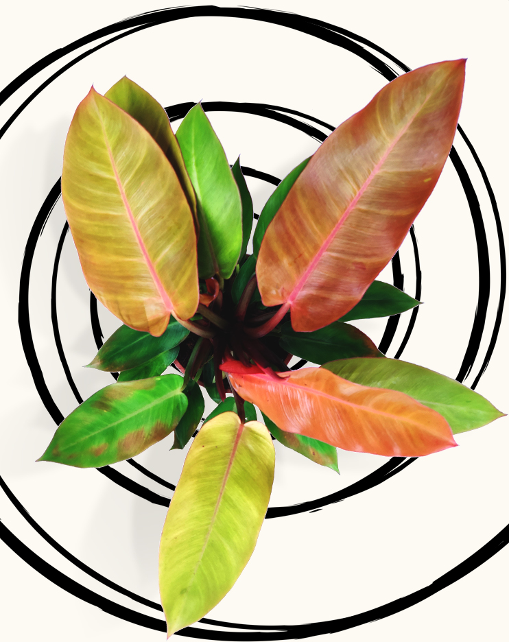 Philodendron Prince of Orange Philodendron Prince of Orange