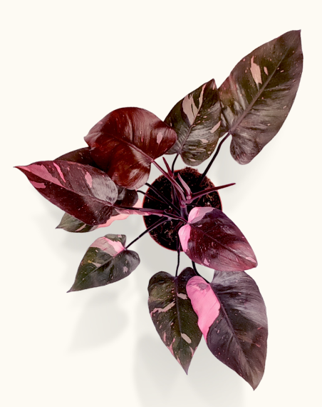 Philodendron Pink Princess - L