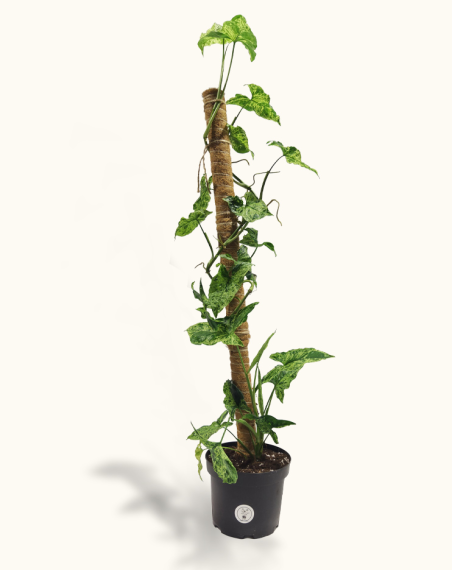 Syngonium Mottled 'Mojito' - XL