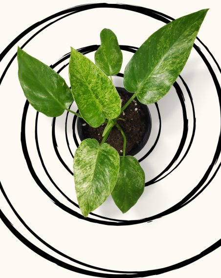 Philodendron Giganteum Marble...