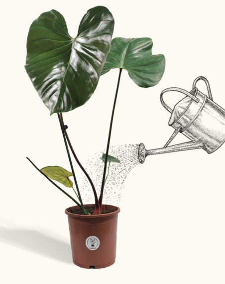 Philodendron Lynamii - L