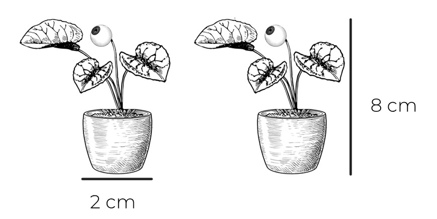 Monstera Thai Constellation taille