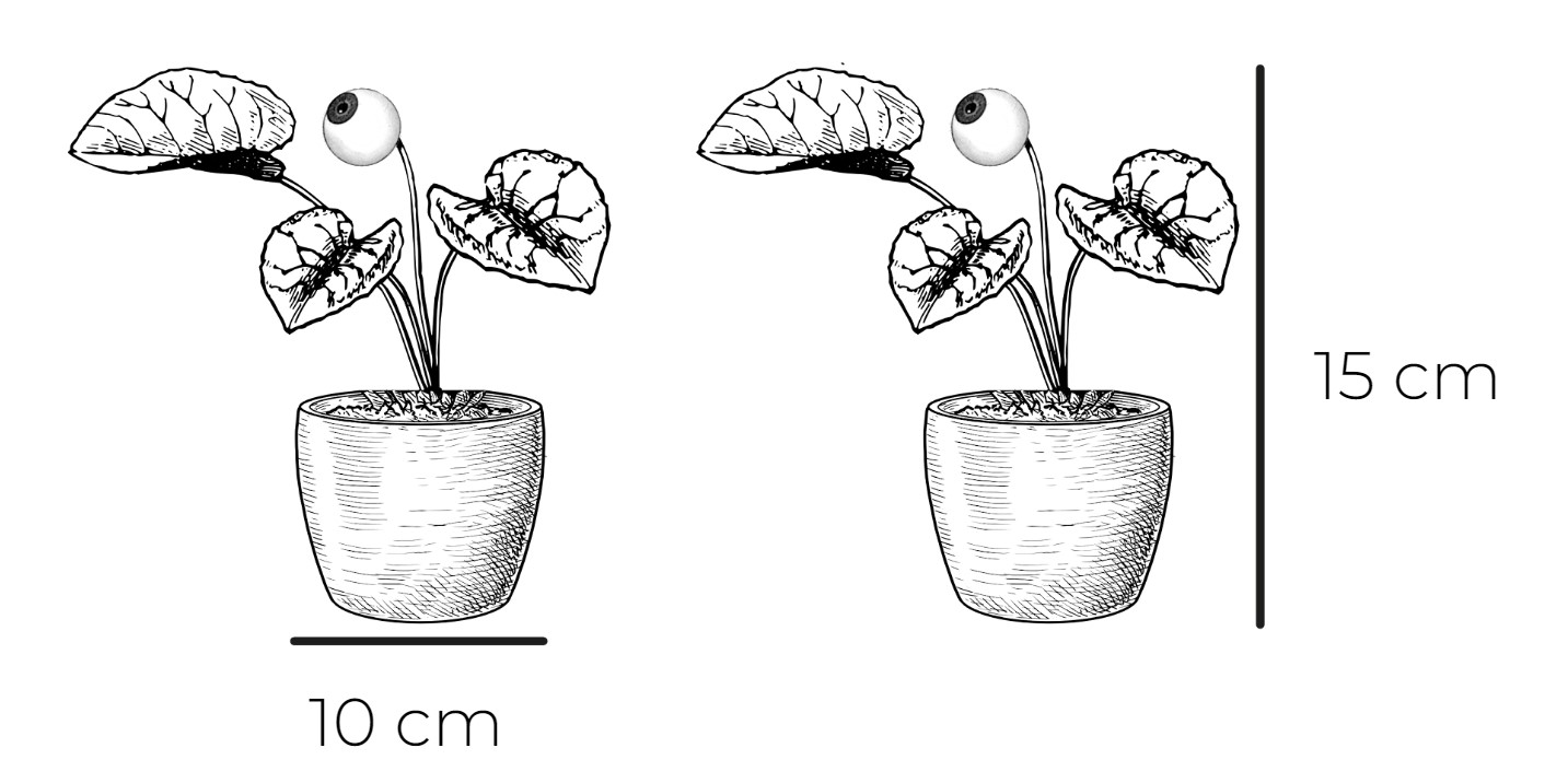 Monstera Adansonii baby