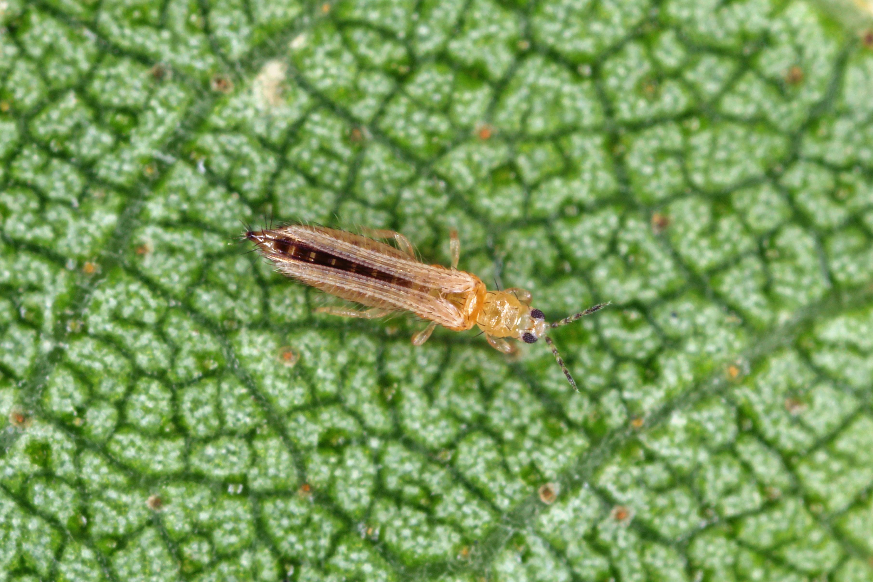 entretien thrips